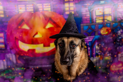 Halloween Witch Cape and Hat Dog Costume (Medium)